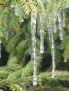 Негровец-Синевир. Сосульки на елках