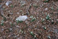 Подснежники