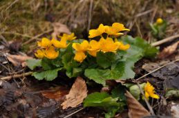 Негровец-Синевир. Калюжница