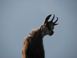 Pohodi po Evrope Vysokie Tatry Kozel