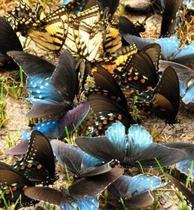 Pohod Turciya-Butterfly_Valley_likiyskaya_tropa